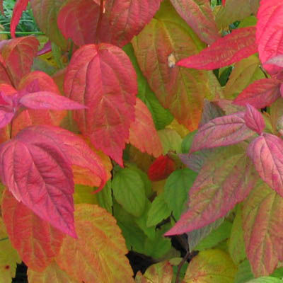 Спирея японская Макрофилла (лист зеленый,  при распускании красный, цветы розовые)