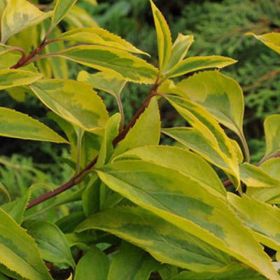 Форзиция промежуточная Голден Тайм (цветки желтые, лист зеленый с желтой каймой)