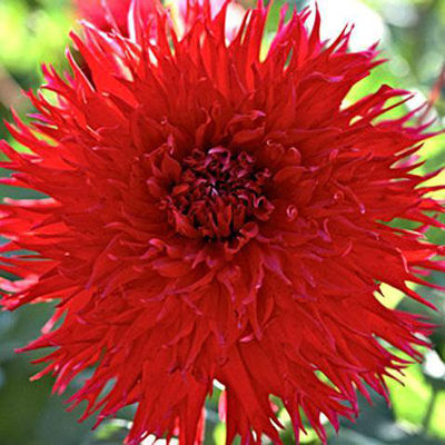 Георгина бахромчатая Джэксон (тёмно-красный, диаметр цветка 15-20см, 1шт, I)