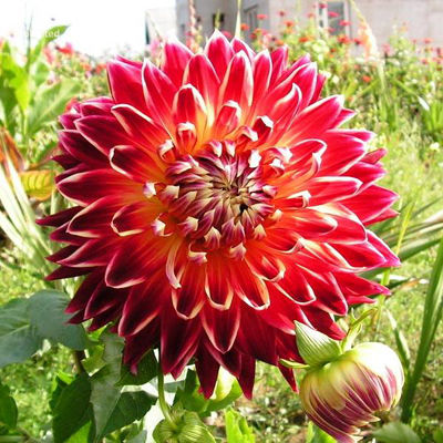 Георгина декоративная Акита (ярко-красный с оранжево-жёлтым центром, диаметр цветка 20см,1шт, I)