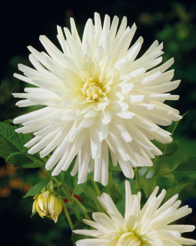 Георгина Кактусовая Плая Бланка (белый, диаметр цветка 13 см, 1шт, I)