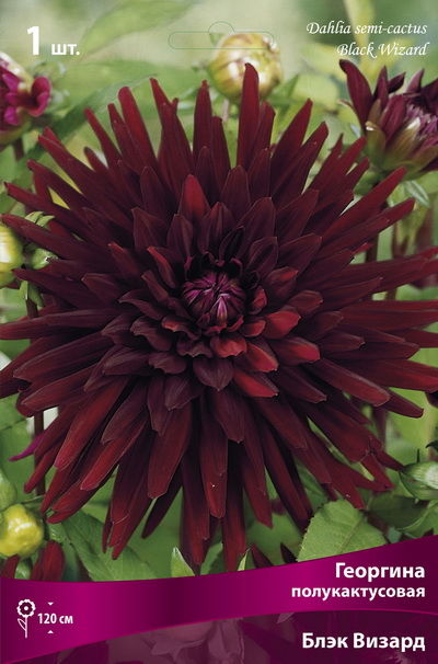 Георгина полукактусовая Блэк Визард (тёмно-бордовый, насыщенный, диаметр цветка 13см, 1шт, I)