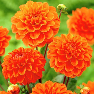 Георгина декоративная Ориндж Наггет (оранжевый, насыщенный, диаметр цветка 10см, 1шт, I)
