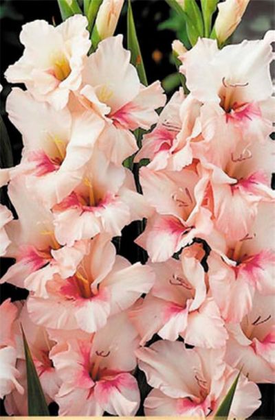 Гладиолус Крупноцветковый Адреналин (нежно-розовый с ярким пурпурно-малиновым акцентом на нижнем лепестке, 5шт)