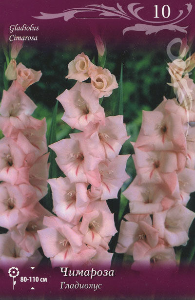 Гладиолус крупноцветковый Чимароза (розовый с малиновым штрихом, 10шт)
