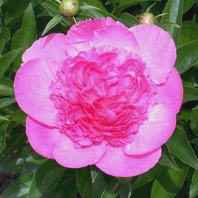 Пион травянистый Букет Перфект (махровый,розовый,диаметр цветка 18см,поздний, 1шт, 2-3)
