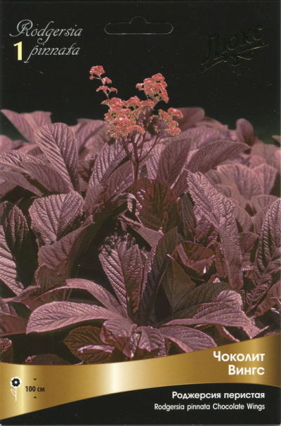 Роджерсия перистая Чоколит Вингс* (розовый, шоколадно-коричневые листья, очень эффектный, 1шт, I)