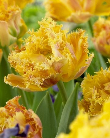 Тюльпан бахромчатый Аркада (махровый, красивой формы цветок с бархатными лепестками ярко-желтого цвета с бордово-розовыми мазками) 10 шт