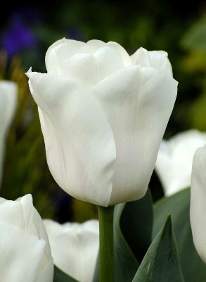 Тюльпан Триумф Леди Шанталь (белоснежный, бокал крупный, цветение довольно продолжител, 10шт, 11/12)