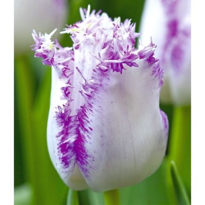 Тюльпан бахромчатый Ариа Кард (белый с бледно-сиреневой бахрамой) 10 шт