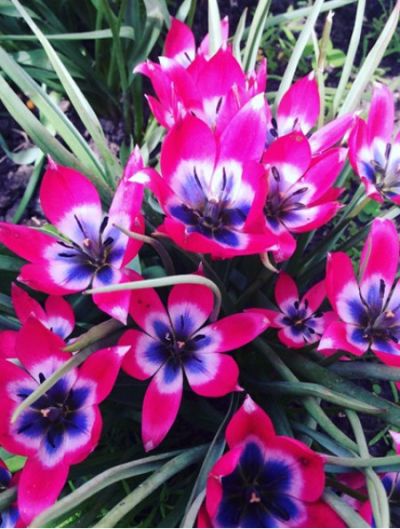 Тюльпан ботанический Литтл Бьюти (насыщенно-розовый, в центре светло-розовый с темно-синим основанием, ароматный) 10шт