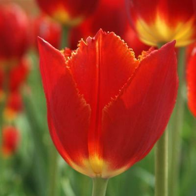 Тюльпан бахромчатый Ай то Холланд (ярко-красный с желтой бахромой) 10 шт