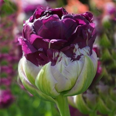 Тюльпан махровый поздний Вау (густомахровый, двухъярусный с пурпурными верхними лепестками) 10 шт