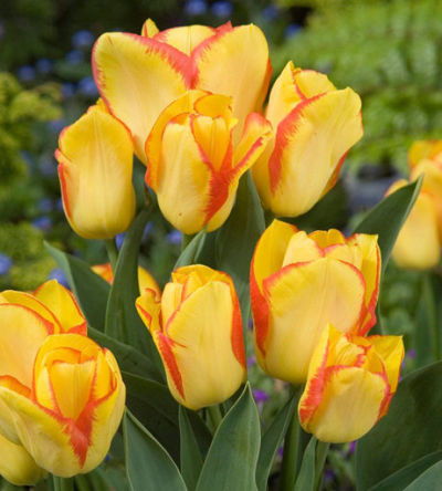 Тюльпан многоцветковый Аутбрейк (нежно-желтый с ярко-красной каймой) 10 шт