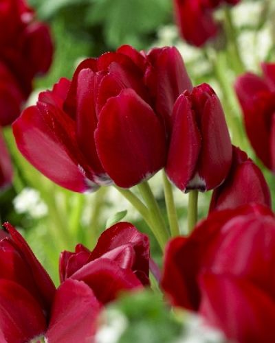 Тюльпан многоцветковый Файри Клаб (бордово-красный) 10 шт