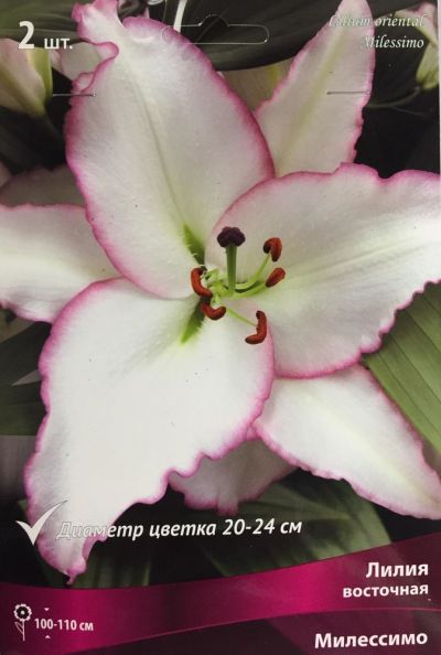 Лилия Восточная Милессимо (КРУПНЫЙ, белый с темно-розовым узким кантом на волнистых лепестках и ярко-оранжевыми пыльниками, диаметр цветка 20 см) 2шт