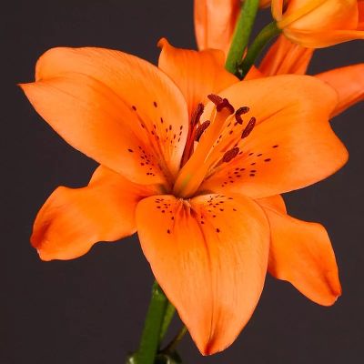 Лилия Азиатская Трезор (ярко-оранжевый, у центра темно-оранжевый крап, диаметр цветка 17 см, 2шт)