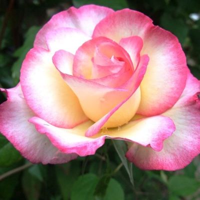 Роза плетистая Хэндэль (ярко-розовый с бело-розовой серединой)