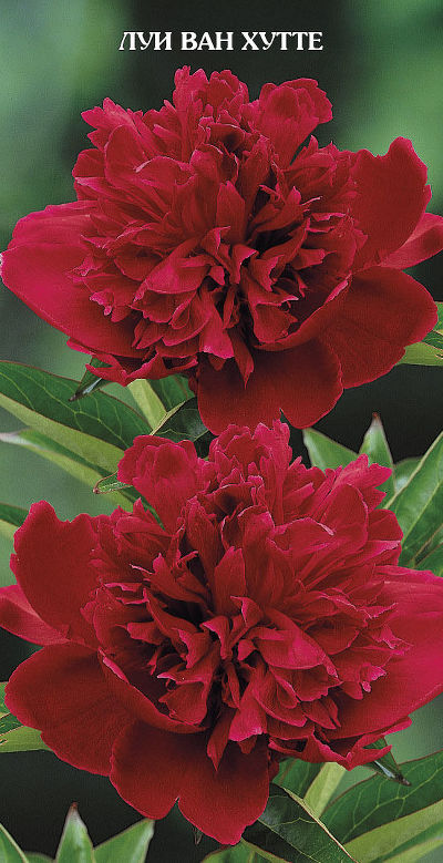 Пион травянистый Луи ван Хаутте (махровый, тёмно-розовый, 1шт, 2-3)