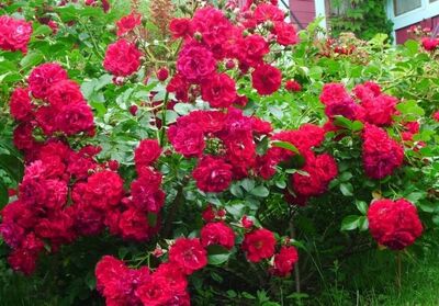 Роза парковая Хеллоу (пурпурно-красный)