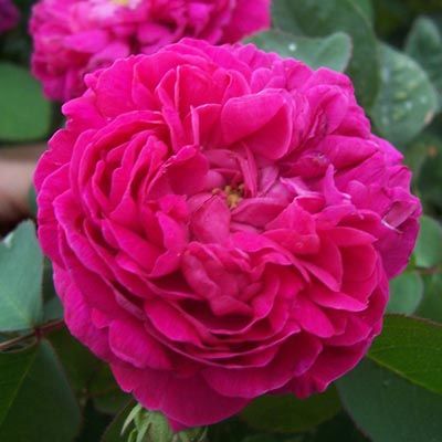 Роза парковая Роуз де Решт (пурпурно-красный, махровый)