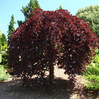 Береза повислая Пурпуреа (лист темно-пурпурный, высота до 10м)