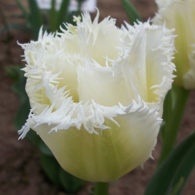 Тюльпан Бахромчатый Сигначер (белоснежный, с крупной бахромой) 10 шт